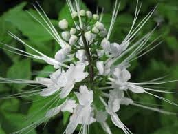 White Cat Whiskers Live Plants - Pack of 2 - Orthosiphon Stameneus - Kidneys Tea Plant - Java Tea Perennial Flowering