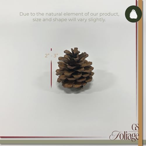 Natural Austriaca Pine Cones for Crafts - 2-3 Inch Real Pinecones for Christmas Decorating Ornaments, Holiday Decor Vase Filler - Rustic Woodland Dried Pine Cones - Set of 24 – Natural