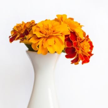 Gardeners' Choice Marigold Seed Pods with Plant Food, 10 Pods | Companion-planting flower; fits Click and Grow &