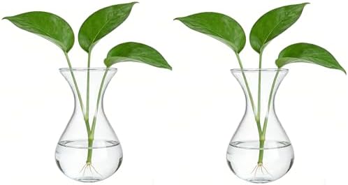 Plant Propagation Station Accessories, 2 Pack Glass Hyacinth vase