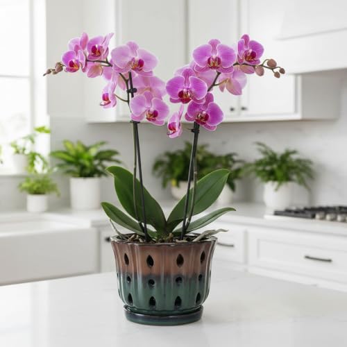 Ceramic Orchid Pot 6'' Orchid Planter (Brown Over Turquoise)