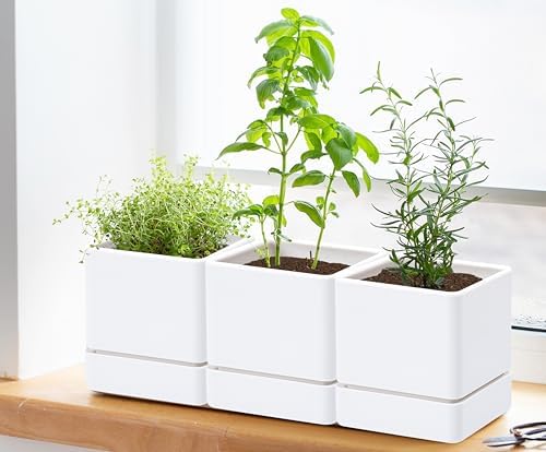 D'vine Dev 3-Pack Plastic Herb Planter Pots, 4 in, White, 76-Y-A3-1