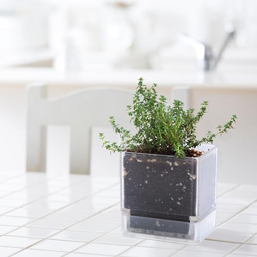 D'vine Dev 2-Pack Acrylic Herb Planter Pots, 4 in, Clear, 76-Y-D-1