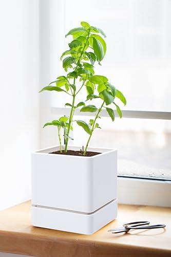 D'vine Dev 4-Pack Plastic Herb Planter Pots, 4 in, White, 76-Y-A4-1
