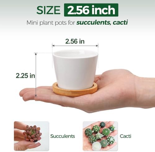 T4U Small Succulent Pots 12 Pack, Mini Flower Planters with Drainage White