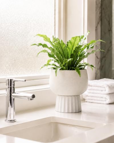 Self Watering Pots for Indoor Plants, 6 Inch Ceramic African Violet Pot