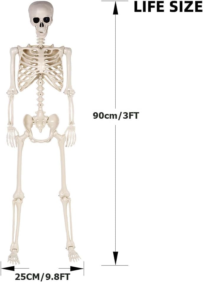 2 Pack 36" Halloween Skeleton - 3 ft Life Size Human Skeleton with Posable Joints - Spooky Scary Plastic Full Body Skeletons for Outdoor Halloween Decoration, Party Decor, Haunted House Props