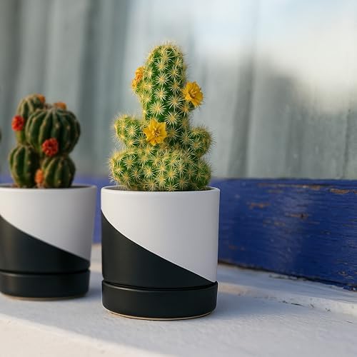 D'vine Dev 3.5 Inch Ceramic Planter Pot, Black White Diagonal, 94-O-A-K