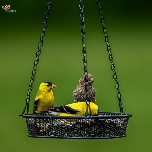 BOLITE Hanging Bird Feeder, Platform Feeders for Outside, Metal Mesh, 2Pack