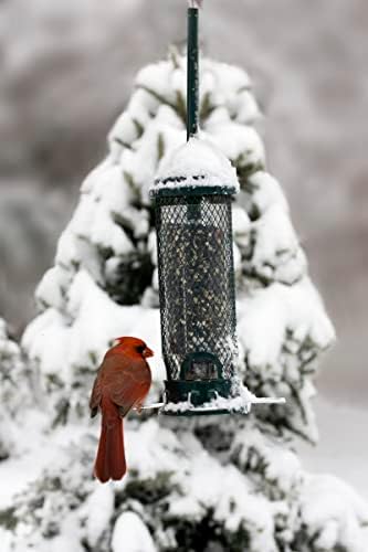 Squirrel Buster Mini Squirrel-Proof Bird Feeder for Wild Birds – 4 Metal Perches, 1 lb Seed Capacity, Chew-Proof Design, Lifetime Care, Garden Green