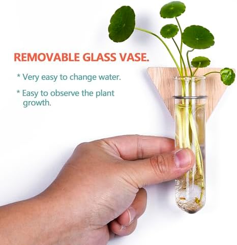 Wall Hanging Glass Planter Plant Propagation Station