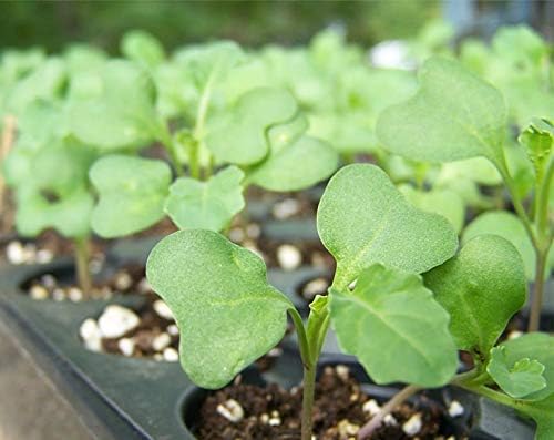 Food to Live - Broccoli Seeds for Sprouting, 1 Pound Vegan, Kosher, Sirtfood, Bulk. Rich in Sulforaphane, Vitamin C