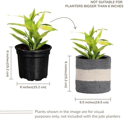 Small Jute Plant Basket, Set of 2, 6.5 Inches, Gray & White