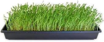 Mountain Valley Seed Co Dun Pea Seeds – 25 Lb Non-GMO High-Germination | Microgreens, Pea Shoots, Cover Crops