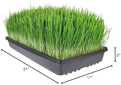 Living Whole Foods 20 Pack of Durable Black Plastic Growing Trays (Without Drain Holes) 21" X 11" X 2" - Flowers, Seedlings, Plants, Wheatgrass, Microgreens & More