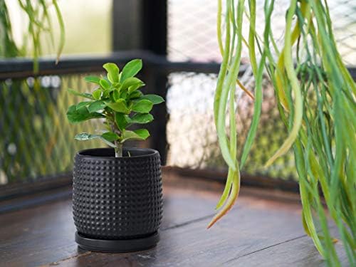 D'vine Dev Beaded Ceramic Pot with Saucer, 4 in, Ebony Matte, 27-C-Z-6