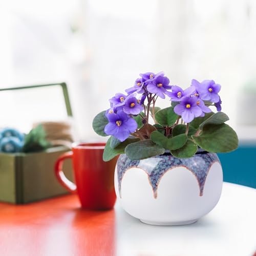 Self Watering African Violet Pot 6 Inch Ceramic Planter-Red