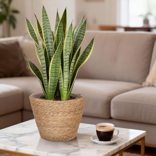 Healifty 2Pcs Woven Plant Baskets with Liners Round Rattan Seagrass Planter