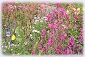 Non GMO Bulk Hummingbird/Butterfly Wildflower Seed Mix (5 lbs)