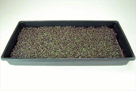 Mountain Valley Seed Co Purple Basil Dark Opal Microgreens Seeds Non-GMO | Bulk Seed for Growing Micro Herbs, Indoor