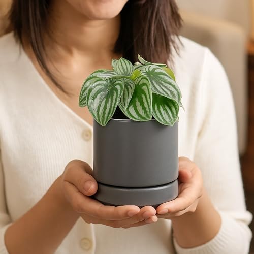 D'vine Dev 4.7 Inch Ceramic Planter Pot, Grey, 94-O-B-3