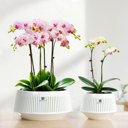 Orchid Pots with Holes for Repotting, Decorative African Violet Pots with Air-Pruning and Good Air Circulation, Plastic White Orchid Planter with Saucers, 5 Inch, Set of 1