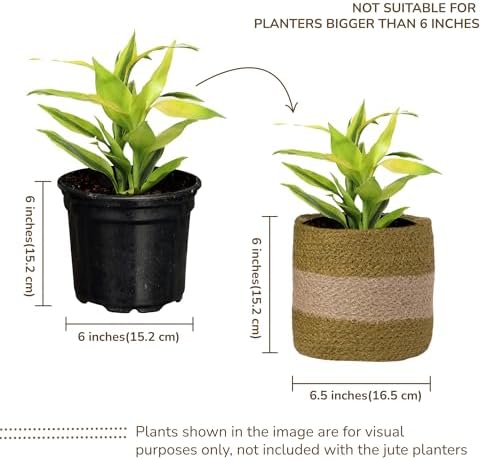 Small Jute Plant Basket, Set of 2, 6.5 Inches, Olive & Natural