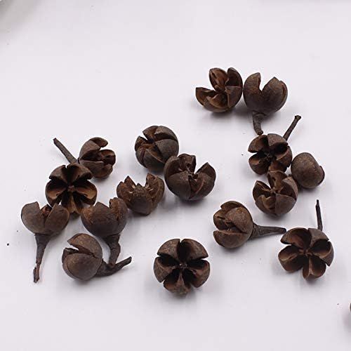 Queenbox 20Pcs Natural Dried Cross Fruit Craft DIY, Home Christmas Thanksgiving Decorative Fall Winter Holiday Home Decor