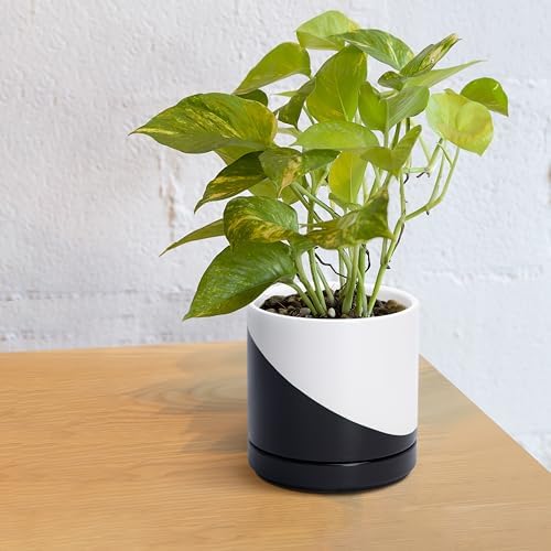 D'vine Dev 6.5 Inch Ceramic Planter Pot, Black White Diagonal, 94-O-C-K
