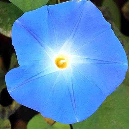 Ferry Morse Morning Glory Heavenly Blue Flowering Plant Seeds - Attracts Pollinators, GMO Free - 12 Pack - Plant Seed