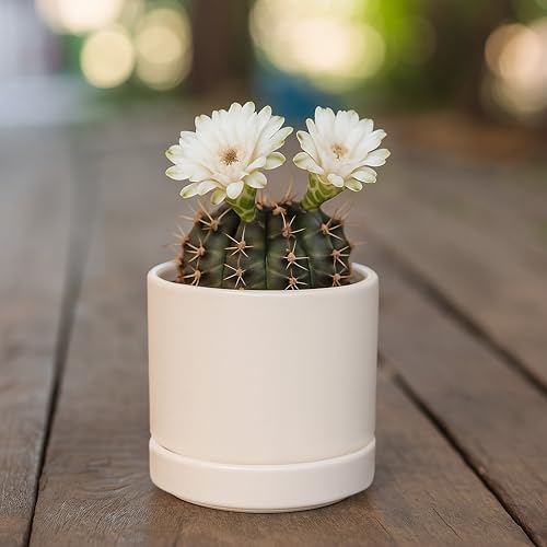 D'vine Dev 3.5 Inch Ceramic Planter Pot, Oatmeal, 94-O-A-8