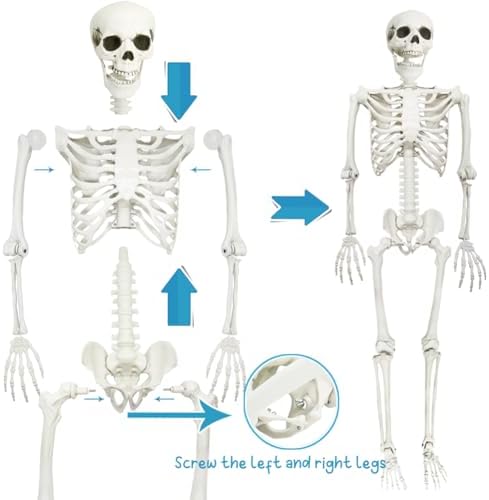 5.9FT Skeleton Halloween Full Size, Life Size Skeleton with Posable Joints