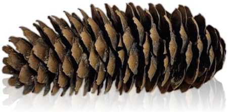 Spruce Pine Cones Set of 24, Natural Large Pinecones 3.5"–4.5", Rustic Pine Cones for Christmas Decorations, Vase Filler, Holiday Centerpieces, Winter Wreaths, Garland, Bowl Filler & DIY Crafts