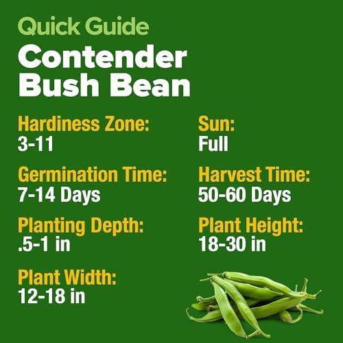 HOME GROWN Contender Bush Bean Seeds, 28+ Seeds, Phaseolus vulgaris