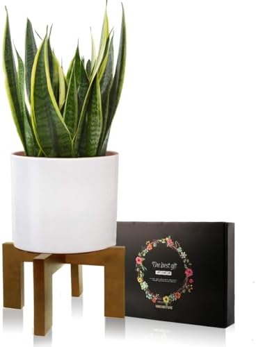 Wood Plant Stand, Mid Century Modern Planter Stand Rattan Flower Pot Stand, Low Short Plant Stands Indoor - Boho Rustic Wooden Stool for Plant Pot Holder, Fit 5-15 Inch Pot