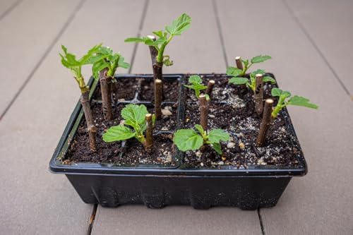 Gardzen 20 Pack Seed Starter Trays with Adjustable Vented Dome 240 Cell