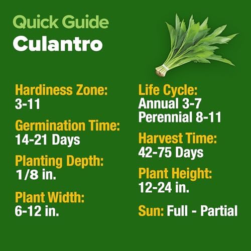 HOME GROWN Culantro Seeds, 360 Seeds, Eryngium foetidum