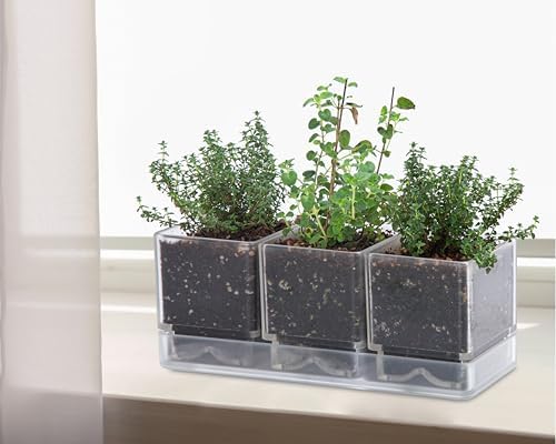 D'vine Dev Acrylic Herb Garden Planter Set, Clear, 76-V-D-1