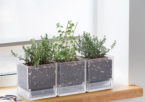 D'vine Dev 3-Pack Acrylic Herb Planter Pots, 4 in, Clear, 76-Y-D-1