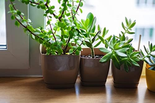 Doter Houseplant Potting Mix 2qt, Fertilized, Perlite Soil for All Types of Indoor House Plants and Tropical Plant