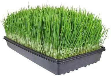 Living Whole Foods 20 Pack of Durable Black Plastic Growing Trays (Without Drain Holes) 21" X 11" X 2" - Flowers, Seedlings, Plants, Wheatgrass, Microgreens & More