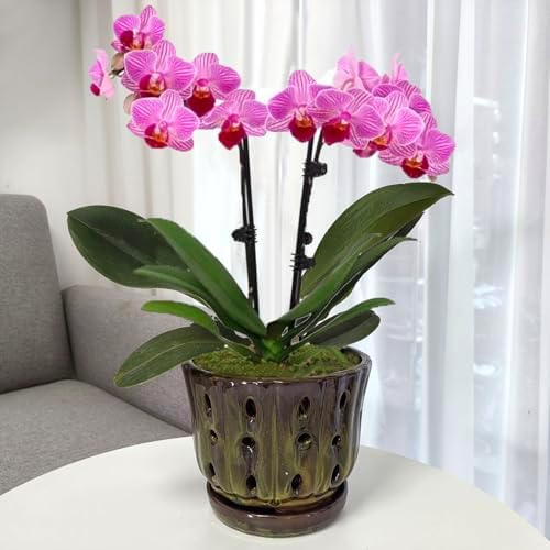 Ceramic Orchid Pots with Drainage Hole 6'' (mossgreen)