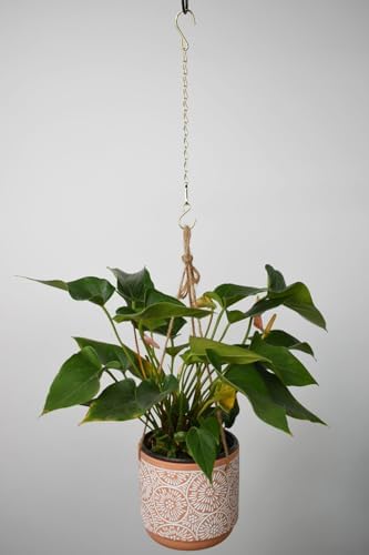 Chain for Hanging Plants,11 Inch Gold Hanging Chain(Gold, 11 Inch-6PCS)