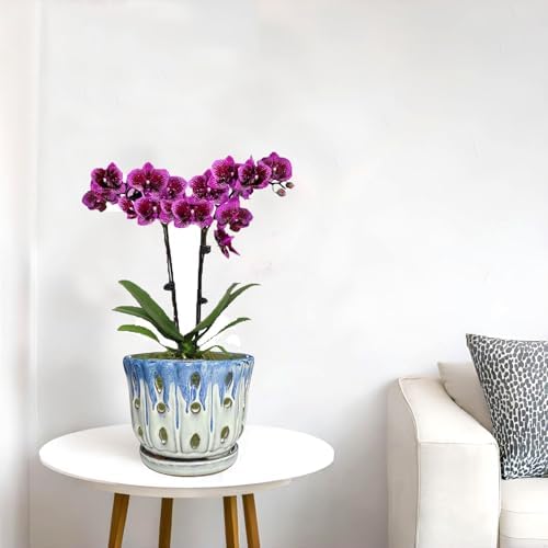 Ceramic Orchid Pot with Drainage Hole 6'' Orchid Planter (Blue Cover White)