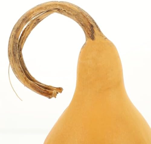 NUOBESTY 2 pcs Natural Adornment Gourd Decor Desktop Ornament for Living Room Office Bedroom Home Tabletop Display 5.90 X 3.14 X 3.14 in