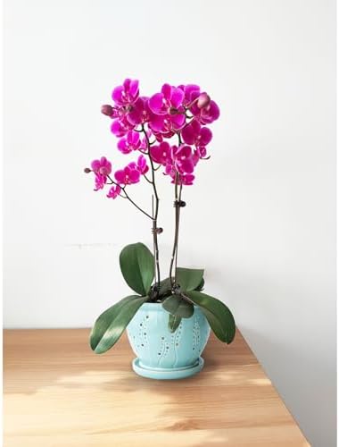 Orchid Pot 6.3 Inch, Orchid Pots with Holes & Saucer, Orchid Pot for Repotting, Beatiful Ice Cracked Glaze Ceramic Plant Pot Indoor Planter, Breathable Slotted Orchids Planter(Water Blue)