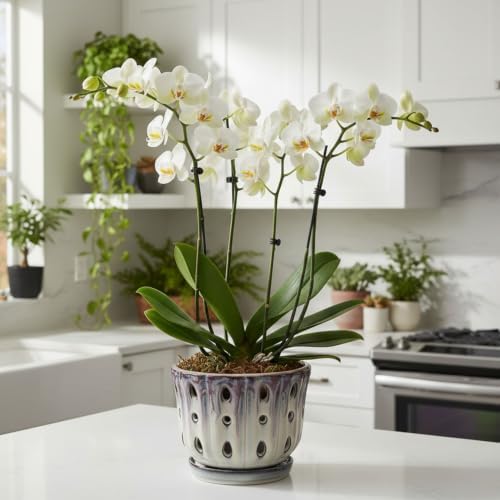 Ceramic Orchid Pot with Drainage Hole 6'' (Mauve Over Cream)