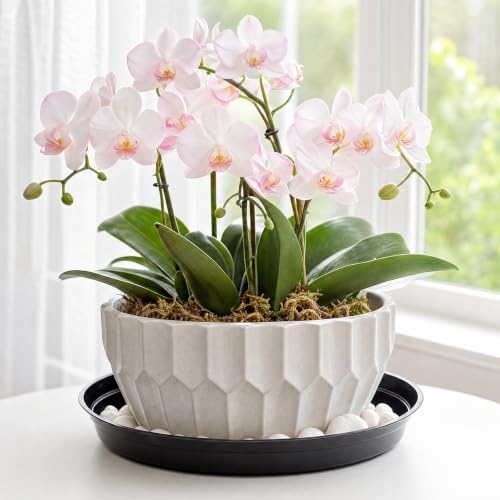 TRUEDAYS 20 Pack 8 Inch Plant Saucers Black Plant Saucers Flower Pot Plastic Drip Trays Excellent for Indoor & Outdoor Plants