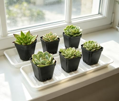6 Pack Plastic Plant Saucer Rectangular 6 x 11 Inch, Indoor Outdoor Drip Tray for Flower Pot, Windowsill, White