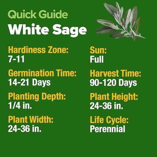 HOME GROWN White Sage Seeds, 323 Seeds, Salvia apiana
